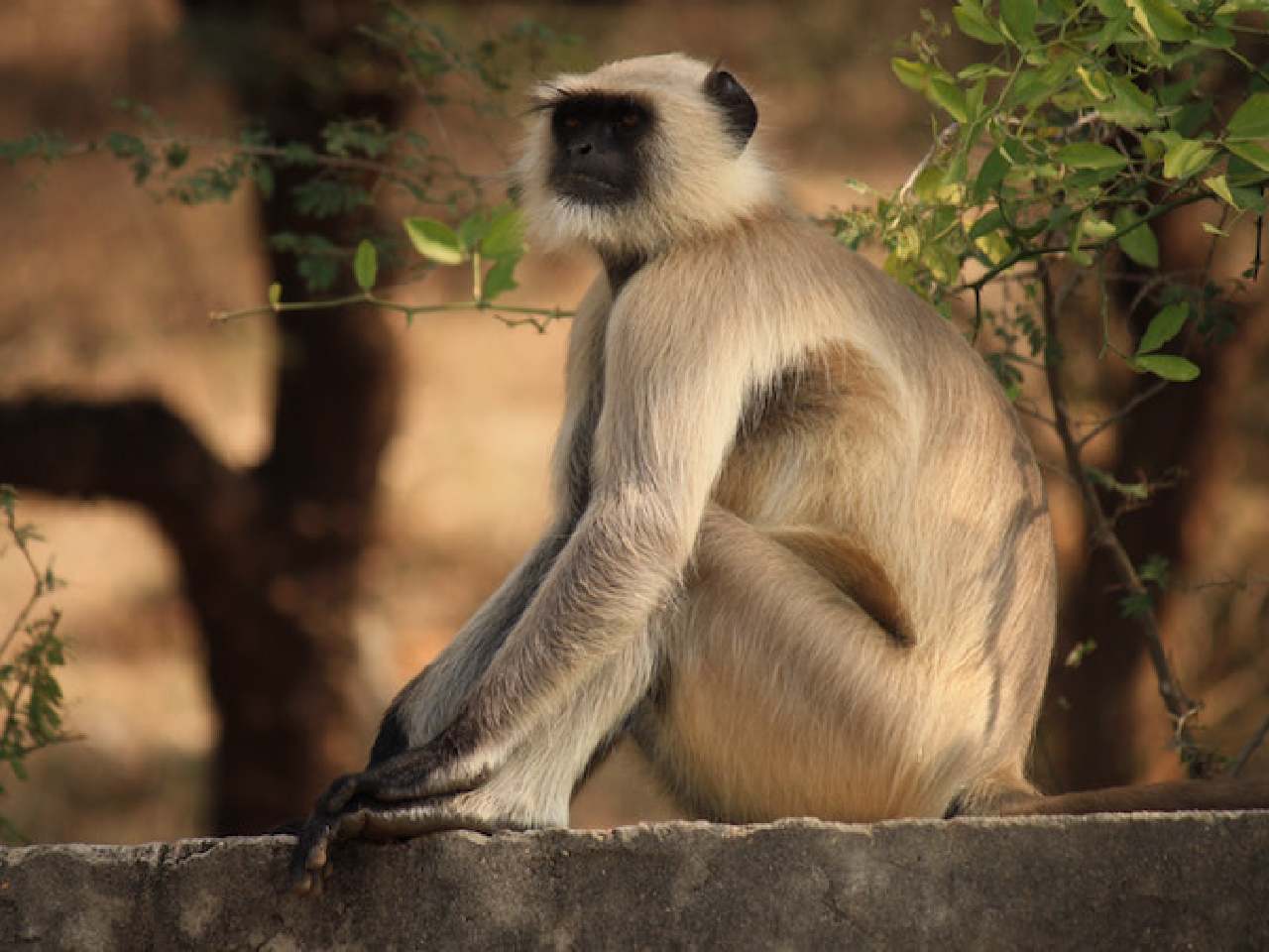 monkey sat on a wall