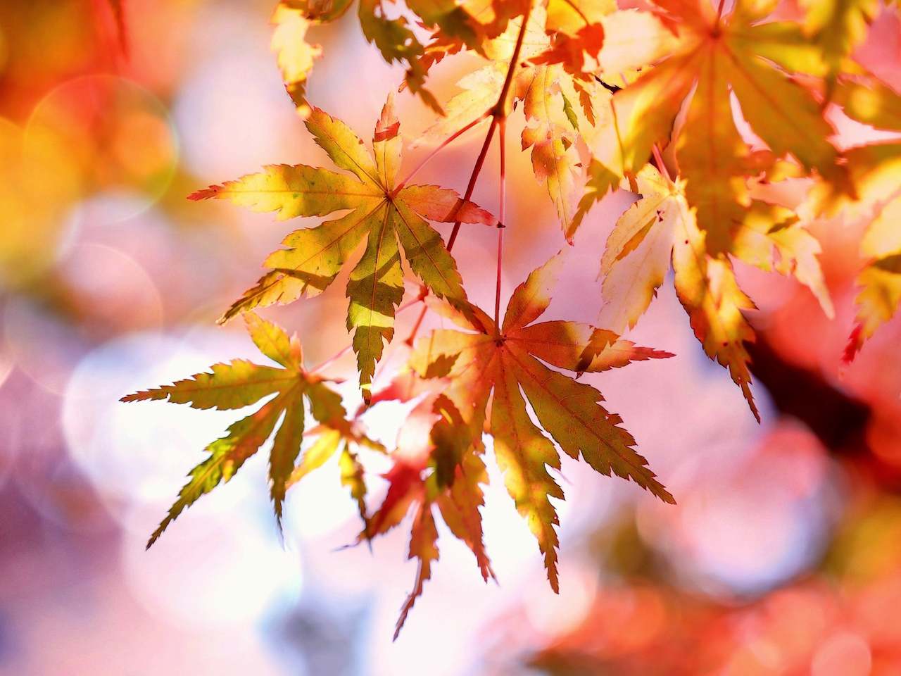 autumn maple leaves of multiple colours