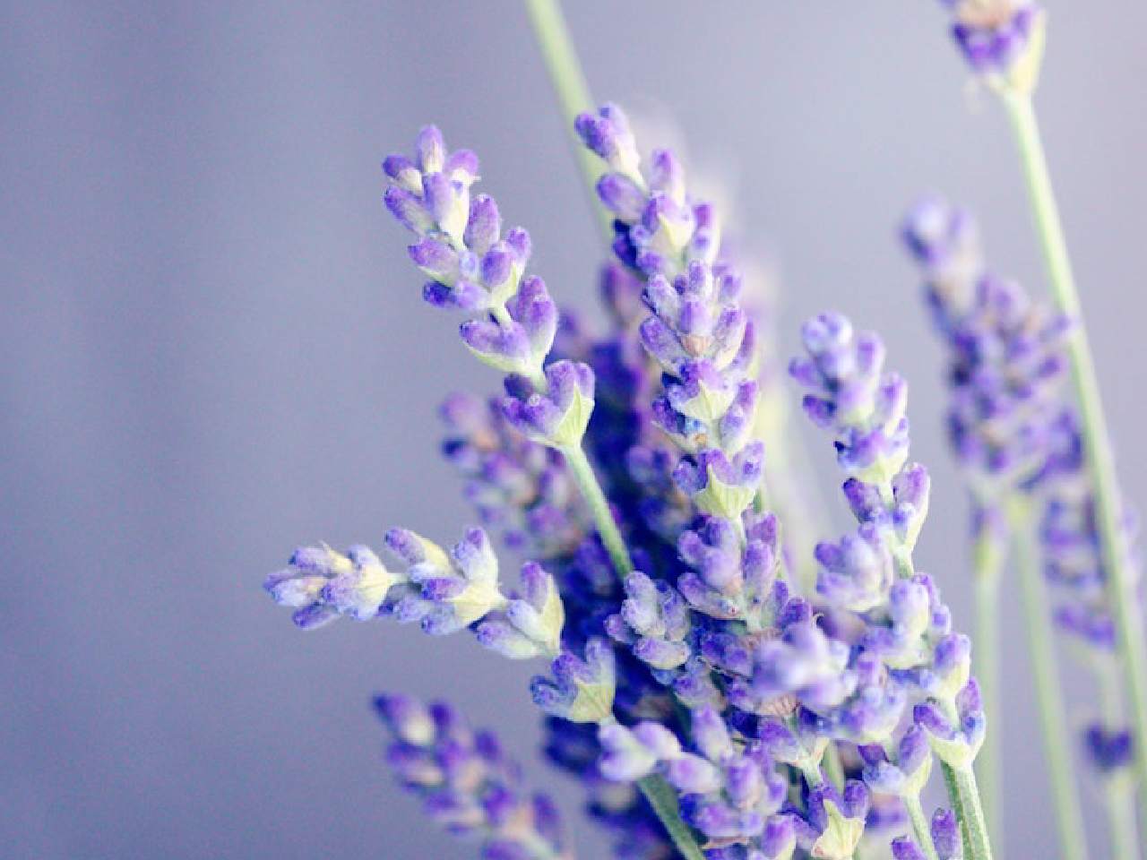 sprig of lavender flowers